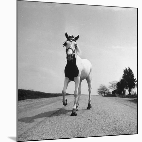 Jimmy the Horse Rollerskating Down Road in Front of Its Farm-Joe Scherschel-Mounted Premium Photographic Print