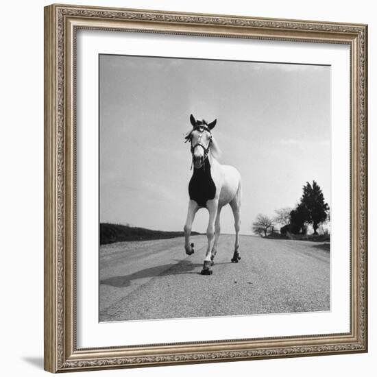 Jimmy the Horse Rollerskating Down Road in Front of Its Farm-Joe Scherschel-Framed Photographic Print