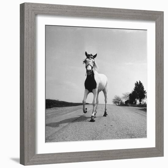 Jimmy the Horse Rollerskating Down Road in Front of Its Farm-Joe Scherschel-Framed Photographic Print