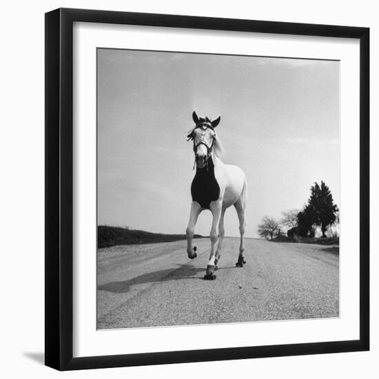 Jimmy the Horse Rollerskating Down Road in Front of Its Farm-Joe Scherschel-Framed Photographic Print