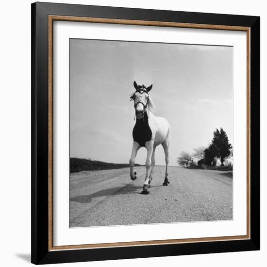 Jimmy the Horse Rollerskating Down Road in Front of Its Farm-Joe Scherschel-Framed Photographic Print