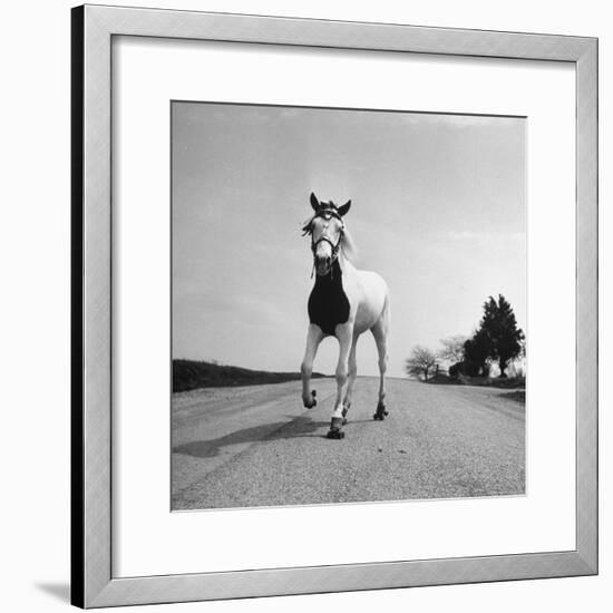 Jimmy the Horse Rollerskating Down Road in Front of Its Farm-Joe Scherschel-Framed Photographic Print