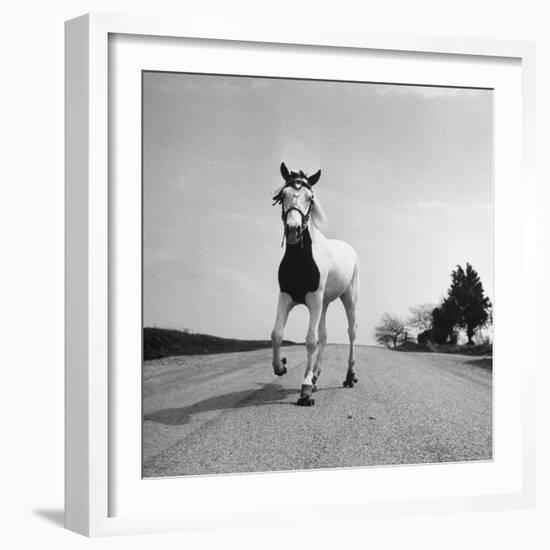 Jimmy the Horse Rollerskating Down Road in Front of Its Farm-Joe Scherschel-Framed Photographic Print