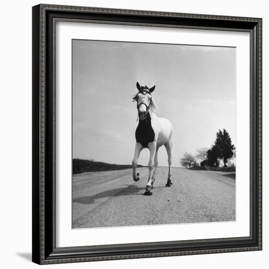 Jimmy the Horse Rollerskating Down Road in Front of Its Farm-Joe Scherschel-Framed Photographic Print