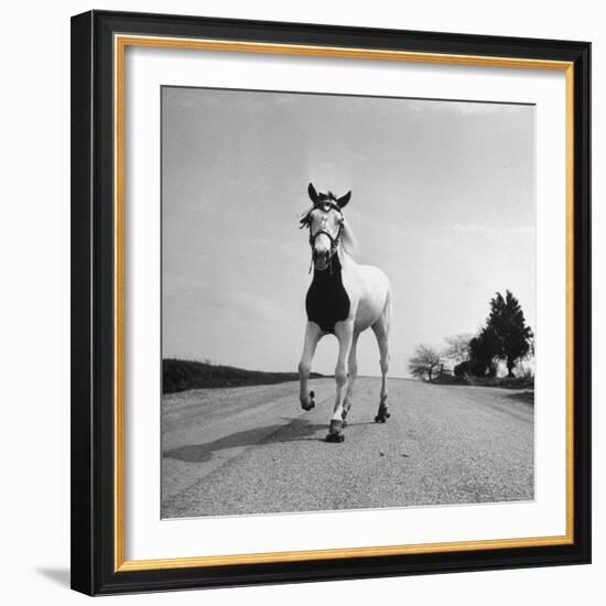 Jimmy the Horse Rollerskating Down Road in Front of Its Farm-Joe Scherschel-Framed Photographic Print