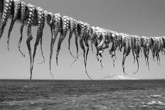 Drying Octopus Arms on Nisyros Island, Traditional Greek Seafood Prepared on a Grill, Greece-Jiri Vavricka-Photographic Print
