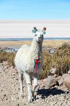 Llama with Uyuni Salt Flats-jkraft5-Framed Photographic Print