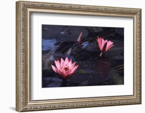 Jluly 1973: Victoria Amazonia (Regia) Flower in Botanical Garden in Rio De Janeiro, Brazil-Alfred Eisenstaedt-Framed Photographic Print