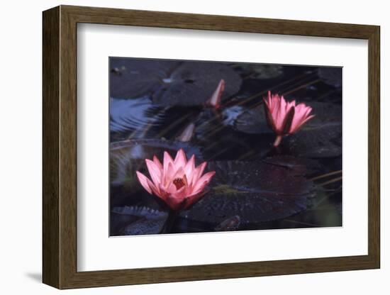 Jluly 1973: Victoria Amazonia (Regia) Flower in Botanical Garden in Rio De Janeiro, Brazil-Alfred Eisenstaedt-Framed Photographic Print