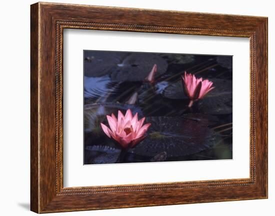 Jluly 1973: Victoria Amazonia (Regia) Flower in Botanical Garden in Rio De Janeiro, Brazil-Alfred Eisenstaedt-Framed Photographic Print