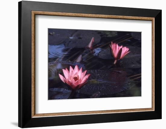 Jluly 1973: Victoria Amazonia (Regia) Flower in Botanical Garden in Rio De Janeiro, Brazil-Alfred Eisenstaedt-Framed Photographic Print