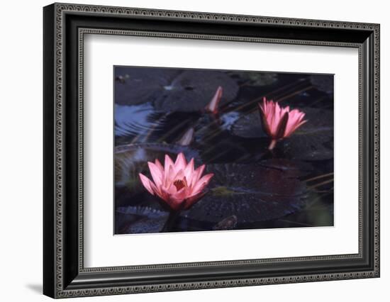 Jluly 1973: Victoria Amazonia (Regia) Flower in Botanical Garden in Rio De Janeiro, Brazil-Alfred Eisenstaedt-Framed Photographic Print