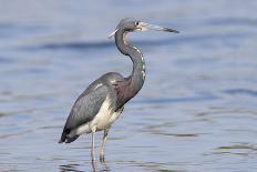 A Tricolor Heron, Egretta Tricolor Stands in A Calm Bay in Florida-JMWedge-Photographic Print