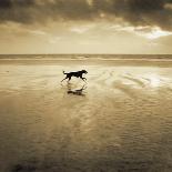 Dog on the Beach, West Wittering-Jo Crowther-Giclee Print