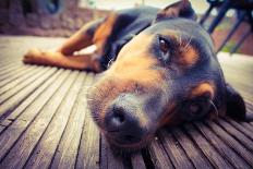 A Mixed Breed Dog Dozing on Wooden Deck-Jo millington-Framed Photographic Print