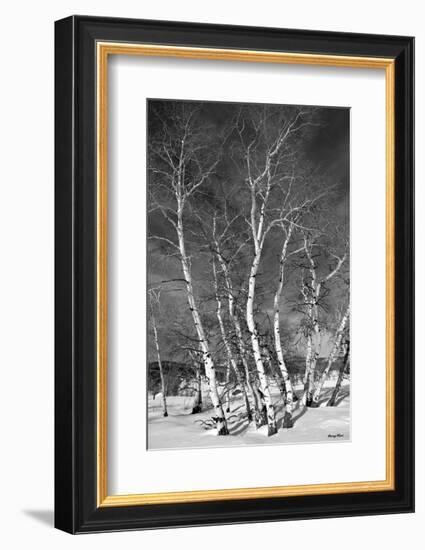 Jo’s Aspens-Barry Hart-Framed Art Print