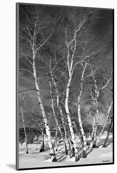 Jo’s Aspens-Barry Hart-Mounted Art Print