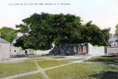 Silk Cotton Tree, Nassau, New Providence, Bahamas, C1900s-Jo Sands-Giclee Print