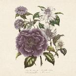 Camellia Reticulata-Jo Starkey-Framed Giclee Print