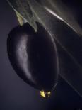 A Black Olive on a Toothpick, Olive Oil-Jo Van Den Berg-Photographic Print