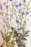 Cornflowers. from 'Camerarius Florilegium'-Joachim Camerarius-Giclee Print