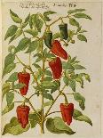 Indian Pepper. from 'Camerarius Florilegium'-Joachim Camerarius-Giclee Print