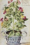 Cornflowers. from 'Camerarius Florilegium'-Joachim Camerarius-Giclee Print