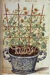 Pansies and Violas. from 'Camerarius Florilegium'-Joachim Camerarius-Framed Giclee Print