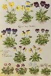 Cornflowers. from 'Camerarius Florilegium'-Joachim Camerarius-Giclee Print