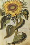 Sunflower. from 'Camerarius Florilegium'-Joachim Camerarius-Giclee Print