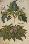 Four Kinds of Basil. from 'Camerarius Florilegium'-Joachim Camerarius-Framed Giclee Print