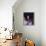 Joan Baez-null-Framed Stretched Canvas displayed on a wall