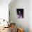 Joan Baez-null-Framed Stretched Canvas displayed on a wall