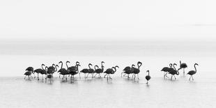 Flamingos-Joan Gil Raga-Stretched Canvas