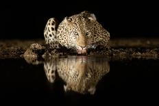 Leopard Drinking-Joan Gil Raga-Giclee Print