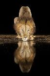 Lion Drinking at Night-Joan Gil Raga-Photographic Print