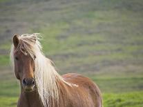 Islandic Horse with Flowing Light Colored Mane, Iceland-Joan Loeken-Premier Image Canvas