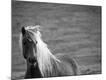 Premium Photographic Print