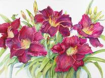 A Peony Cluster-Joanne Porter-Giclee Print