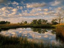 Wormsloe Plantation, Savannah, Georgia, USA-Joanne Wells-Photographic Print