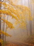 Fog and Autumn Foliage, Great Smoky Mountains National Park, North Carolina, USA-Joanne Wells-Photographic Print