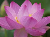 Perry's Water Garden, Lotus Blossom, Franklin, North Carolina, USA-Joanne Wells-Photographic Print