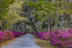 Entrance To Bethesda in Early Morning Light, Savannah, Georgia, USA-Joanne Wells-Photographic Print