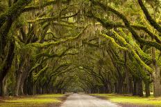 USA, Georgia, Savannah, Oak Lined Drive at Wormsloe Plantation-Joanne Wells-Photographic Print