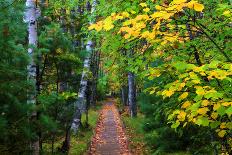 Wooden Walking Trail in Acadia National Park, Maine, USA-Joanne Wells-Photographic Print