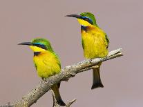 Two Little Bee-Eater Birds on Limb, Kenya-Joanne Williams-Photographic Print