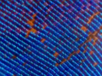 Blue iridescent scales of a Nymphalid butterfly magnified 11x-Joao Burini-Photographic Print