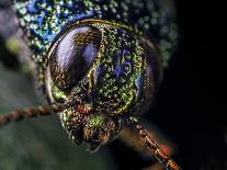 Metallic leaf beetle with rain droplets, Minas Gerais, Brazil. South-east Atlantic forest-Joao Burini-Photographic Print