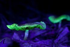 Fluorescent mushrooms glowing in ultraviolet light, Brazil-Joao Burini-Mounted Photographic Print