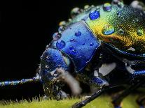 Blue iridescent scales of a Nymphalid butterfly magnified 11x-Joao Burini-Photographic Print